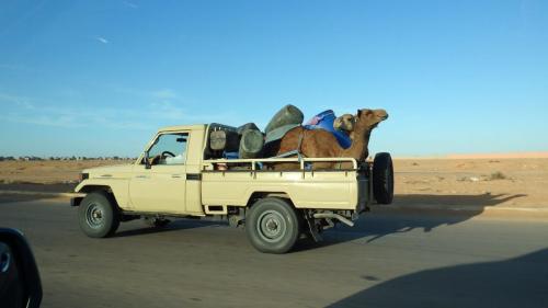 Dromedarios en una Pick-Up